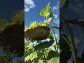 🌈 🌻🌻Sunflower #amazing #size #satisfying