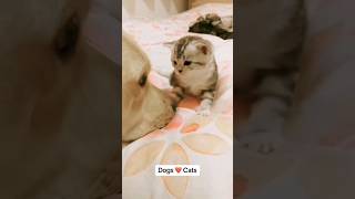 Funny Cute Animals / Part 87 🐶😹😊#shorts #funnyanimals #catanddog