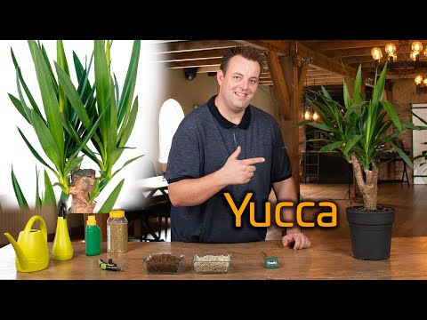 Video: Hoe Om 'n Yucca Te Plant? Hoe Om 'n 