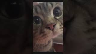 #전화 #로코베리 #숏츠 #shorts #중독성주의 #귀여움주의 #cat #dog #귀여운 #동물 #animal #고양이 #강아지 #유머 #힐링
