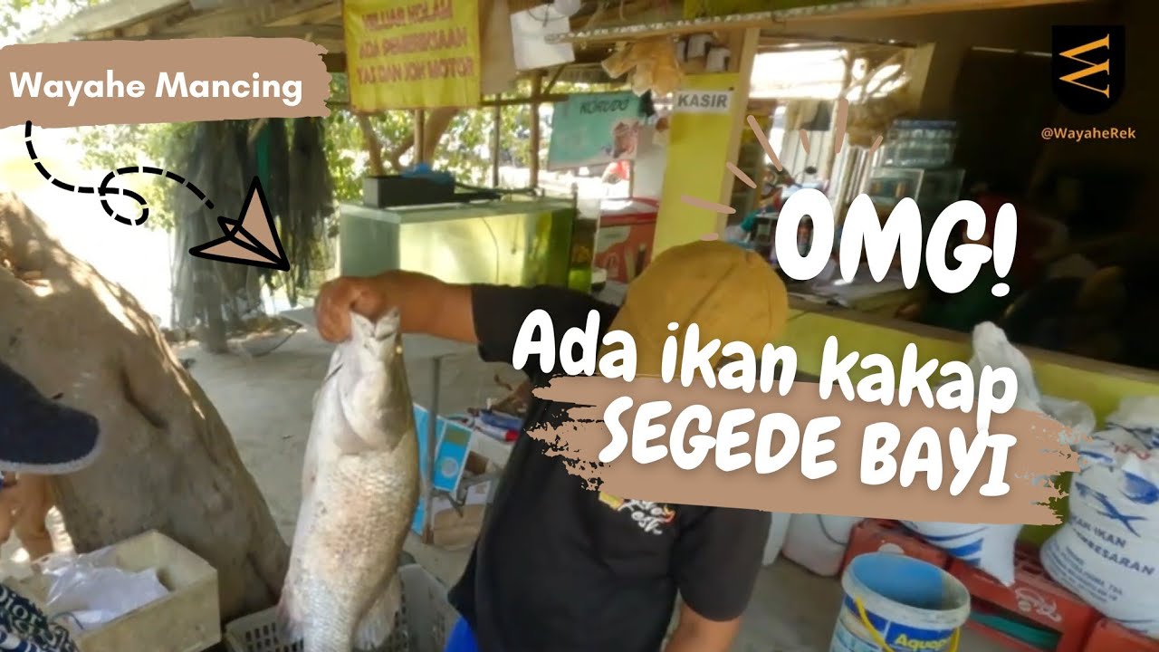 Mancing Bandeng dan Kakap Putih di KP. Gemilang Pak Win, Sidoarjo (16 September 2023)