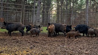 Trapping hogs a long ways from home. Harlows baseball highlight