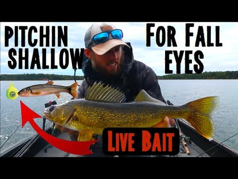 Fall Walleye Fishing With Live Bait - YouTube