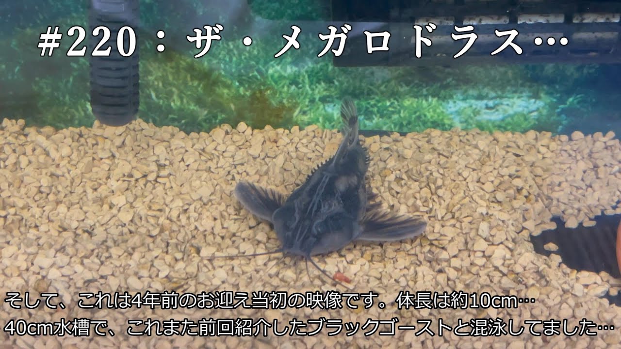 220：ザ・メガロドラス… - YouTube