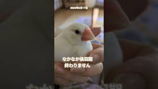 【なかなか換羽期終わりません💦6月18日】 #文鳥 #癒し #javasparrow #癒し #放鳥 #朝の会