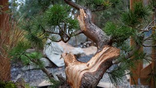 How to Create Deadwood on a Pine Bonsai Tree