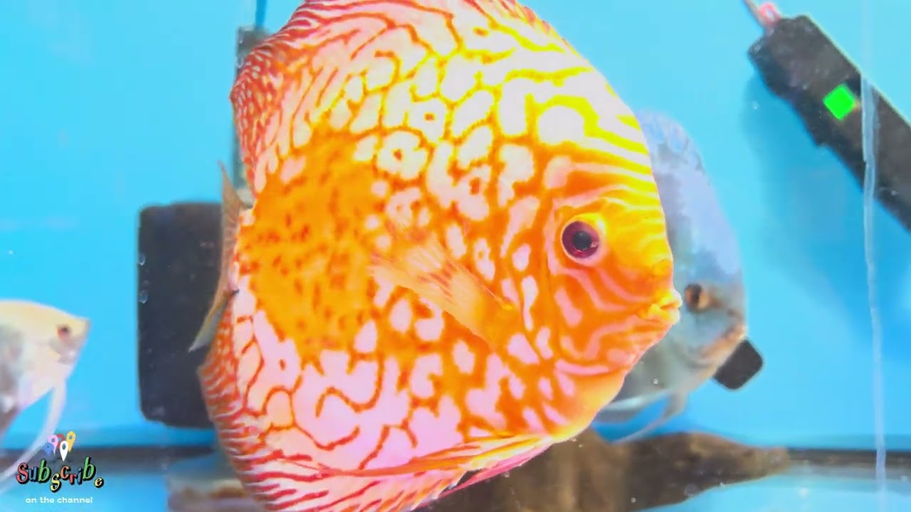 Large Discus  probably the most beautiful freshwater fish. NOT easy to take care! NOT for beginners!