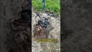 Дикие звери идут в гости #животные #новости #происшествия #россия #хабаровск
