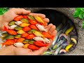 Catch Strange Aquarium Fish In Giant Colorful Egg, Platy Fish, Baby Turtle, Goldfish, Eel, Bettafish