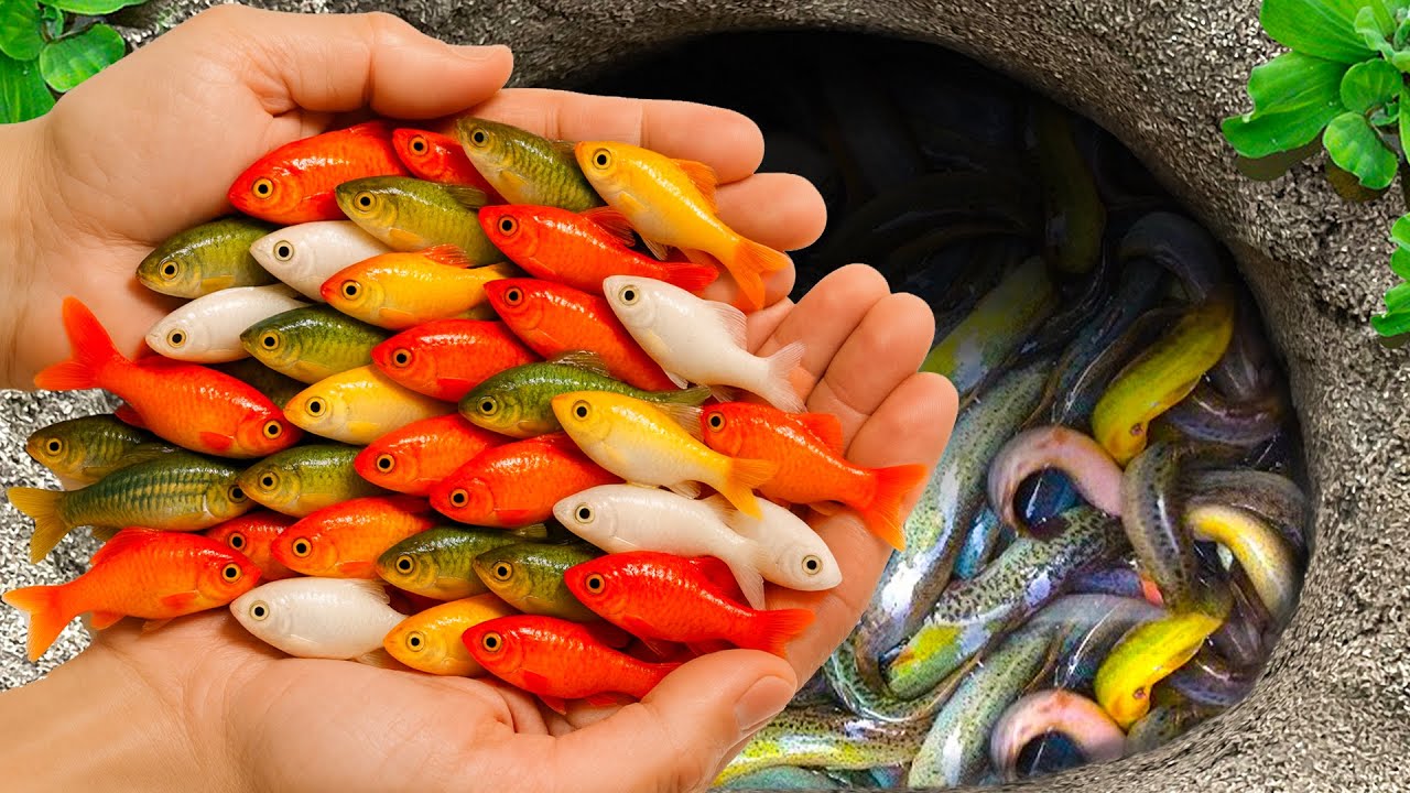 Catch Strange Aquarium Fish In Giant Colorful Egg, Platy Fish, Baby Turtle, Goldfish, Eel, Bettafish