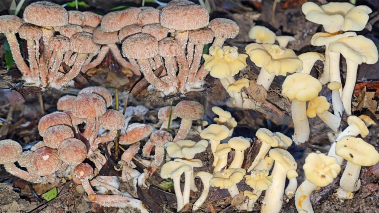 ป๊าดโพดโพเห็ดผึ้งกระดุมเป็นกอๆ เห็ดมันปูดอกสวยๆ หมานเต็มตะกร้า 12/8/2568