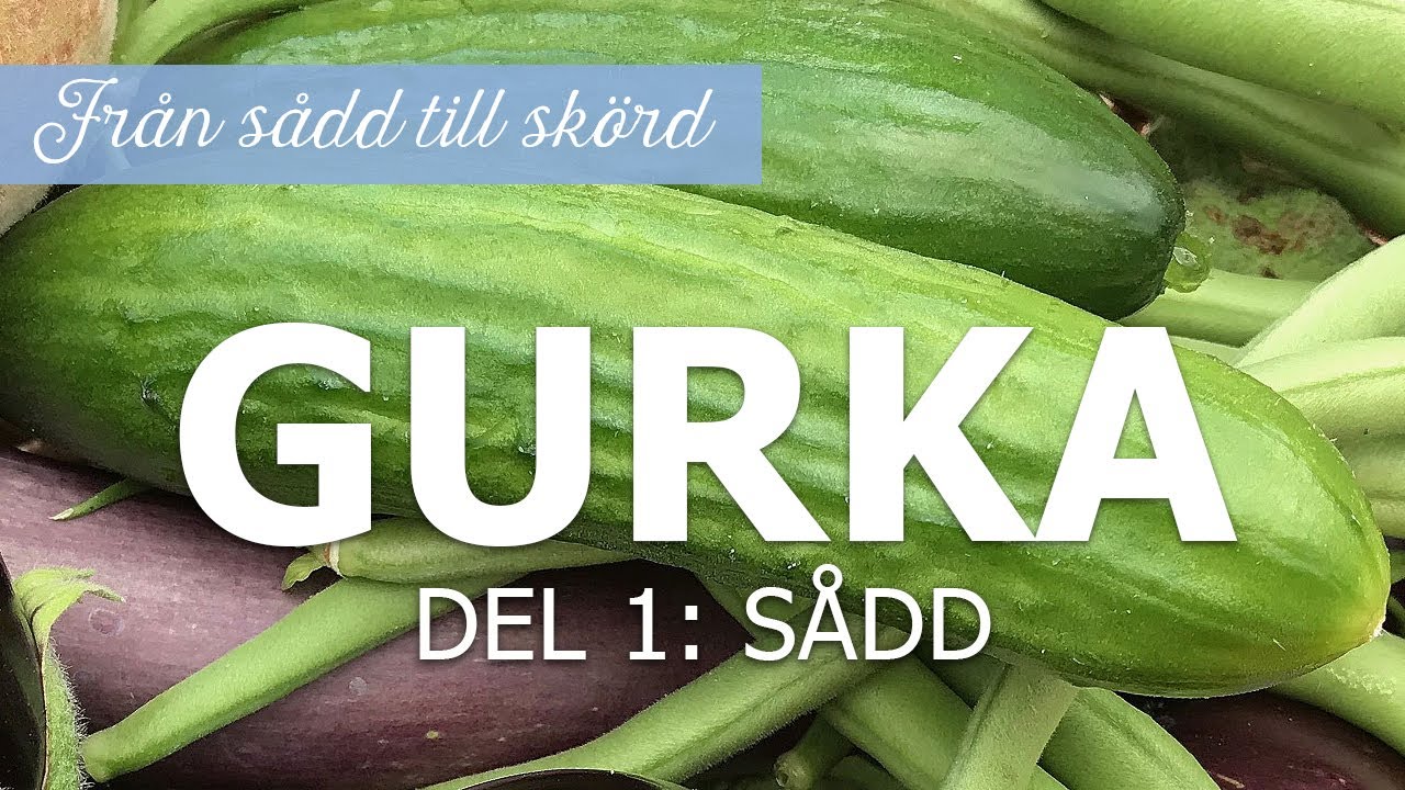 Gurka från sådd till skörd – Del 1: sådd