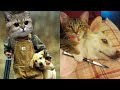 The Top 10 minutes of FUNNY ANIMALS 😂 😆 😹