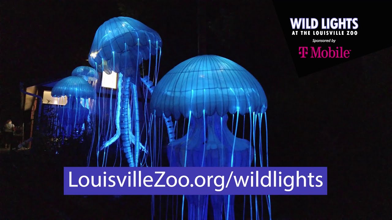 Wild Lights at the Louisville Zoo Returns YouTube