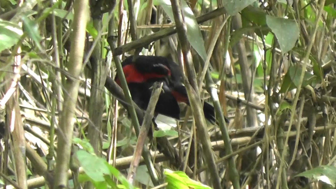 Rosy Thrush-Tanager, Gamboa, Panama December 2013 