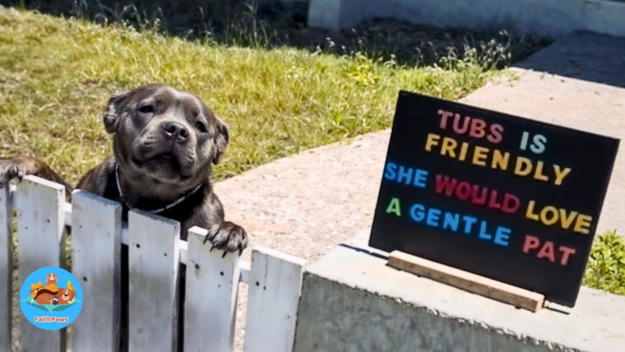 Despite Being Misunderstood Because Of His Breed, This Dog Brought The Entire Town Together