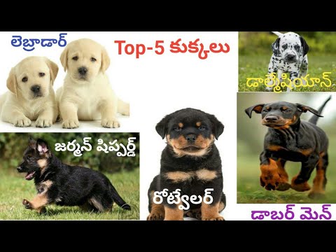 Top 5 కుక్కల పేర్లు మరియు ధర | Top 5 dog breads in india | qualities of best five dogs in telugu