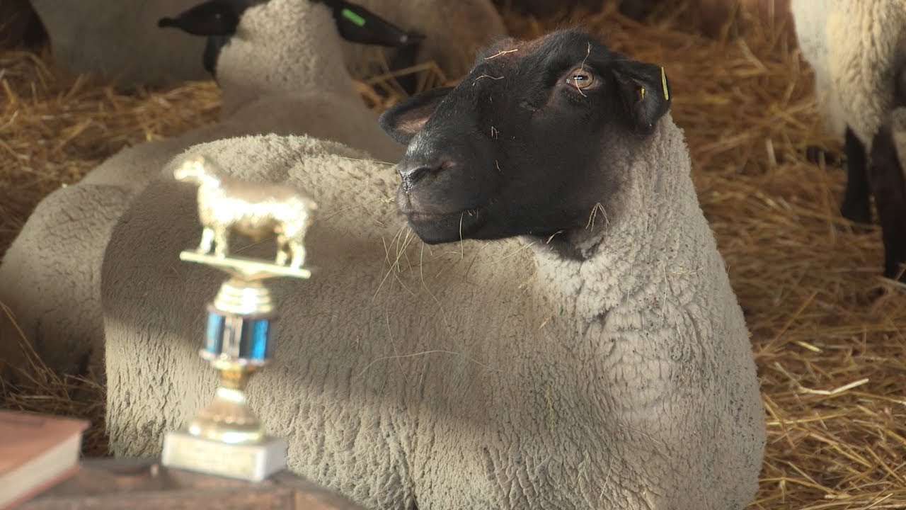 Imamo rešenje ep. 138 24.01.2022. Safolk ovce, farma Hancko kod Kule