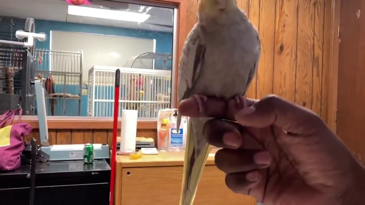 Birdiac’s bird shop part 2 YouTube