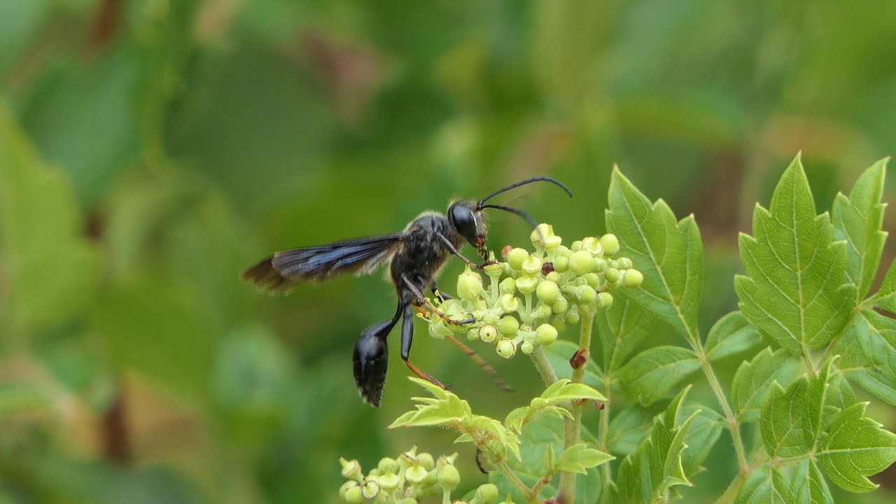 Peppervine attracts many Wasps