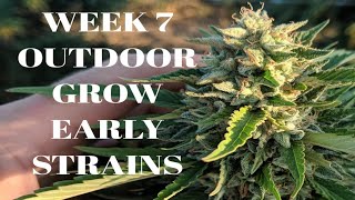 Outdoor Cannabis Grow Week 7 Flower Big Colas Harvesting Early Strains