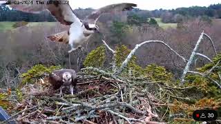 Male Osprey 022 having brief fling with un-ringed female Osprey by birdsofpooleharbour 2,136 views 1 month ago 43 seconds