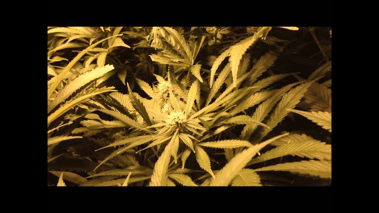 Day 30 Flower