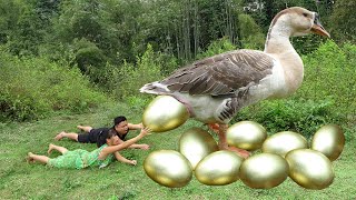 Survival Skills: Primitive Couple Meet Big Goose Laying Gold Eggs - Steal Gold Eggs For Cooking