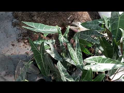 Video: Chăm sóc cây mọng nước Little Jewel: Cách trồng cây mọng nước Little Jewel