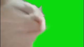 футаж Кот Флексит на зелёном фоне   хромакей