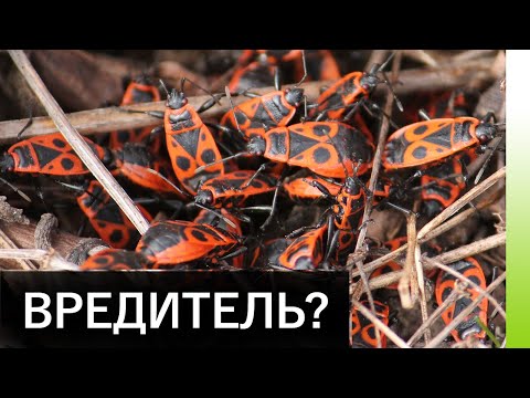 Клоп-солдатик. Вредитель или нет?