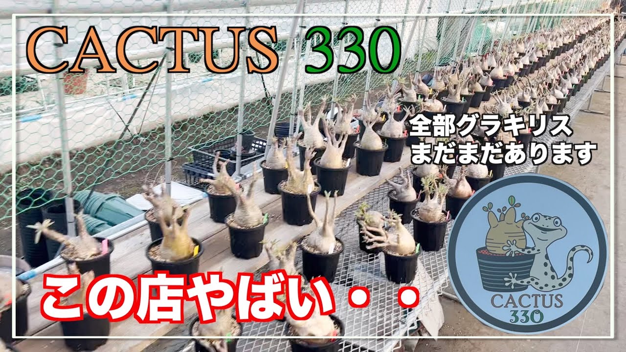 栃木県小山市にオープンしたカクタス330さんに行ってきました｜Pachypodium｜gracilius
