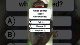 Which Animal Laughs When Tickled?