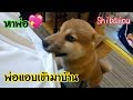 ถ้าพ่อคนญี่ปุ่นแอบเข้ามาบ้าน ลูกหมาชิบะจะสังเกตหรือเปล่า?! Shibainu in Kyoto Japan