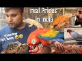 Crazy Animals & their real Prices in India! Best Care for Cockatoos, Macaws,