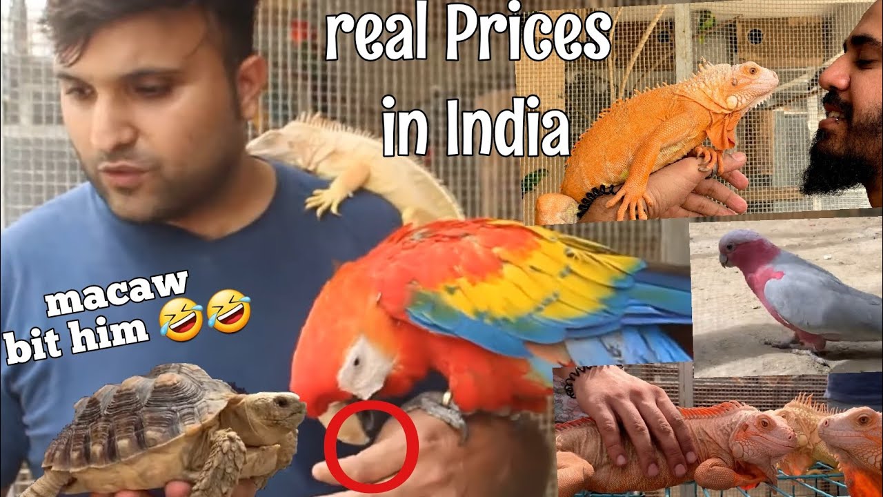 Crazy Animals & their real Prices in India! Best Care for Cockatoos