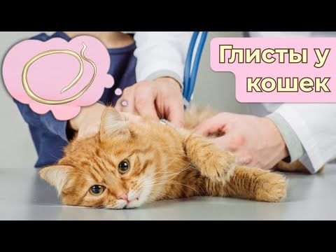 Как вывести глисты у кошки