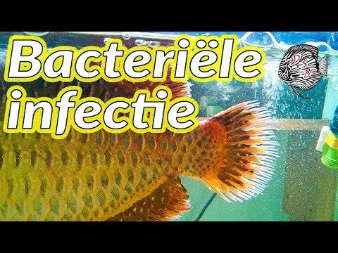 Bacteriële infectie bij aquarium vissen: genezen en herkennen | Aquarium Sunshine Valley