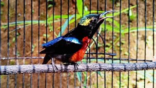 Download Lagu SUARA BURUNG KONIN GACOR NGALAS FULL ISIAN MP3 Download Lagu SUARA BURUNG KONIN GACOR NGALAS FULL ISIAN MP3