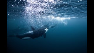 Orcas and Auroras Photo Tour November 2019 - Swimming with wild Orcas