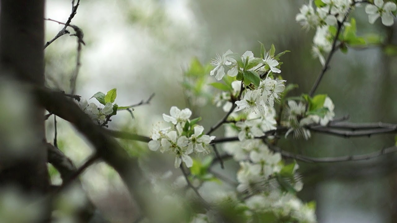 Sony Alpha SLT-A37 video test