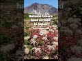 Autumn colors have arrived in Japan | Daisetsuzan Report
