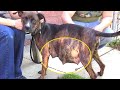 Vet Sees Ultrasound, Immediately Calls The Cops | SEE WHAT HAPPEND | true stories