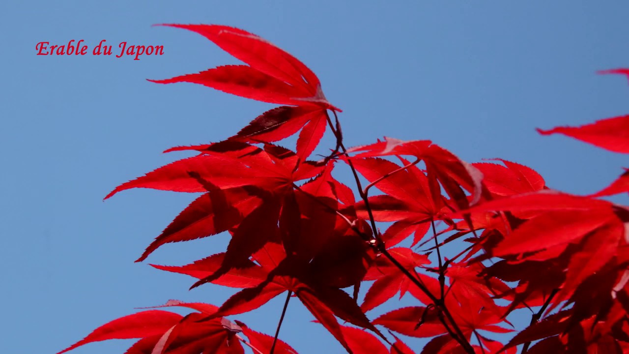 Mon jardin au 15 04 2020