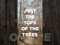 Poem of the Week: The Tops Of The Trees