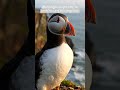 The Colorful Puffin Has One Of Nature’s Most Unique Beaks #birdsday #birds #wildlife #birdlovers