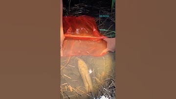 Cá Lớn - bắt Cá Lóc Khủng bằng túi bóng p3 🤣 #khacthuyvlogg