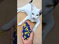 setisfying ASMR 🌈 beads cat reverse magic #asmr #viral #trending #cat