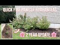 Quick Fire Panicle Hydrangea Update: They're Huge! 🌸