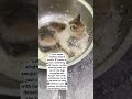 Prepared lean meat rice for stray cats #cat #kitten